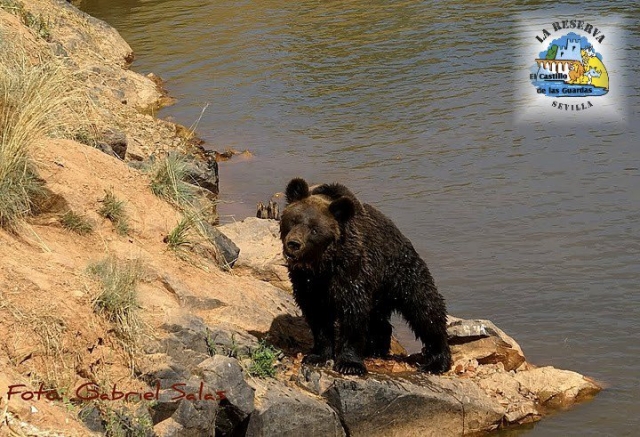  Un orso bruno 